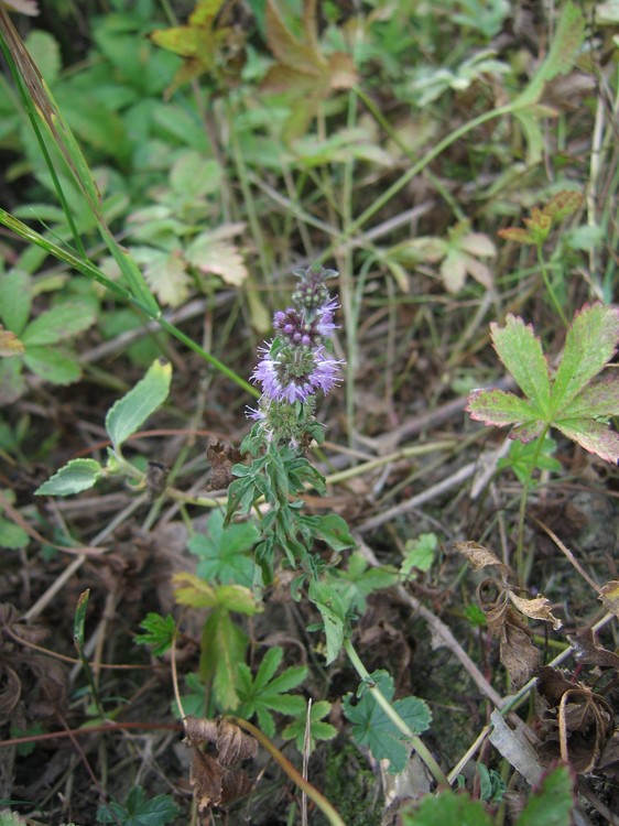 Mentha pulegium